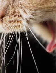 why do cats have whiskers hartz