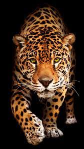 jaguar s cats wild