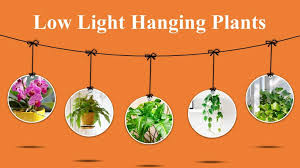 Top 10 Low Light Hanging Plants To Make