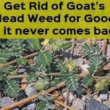 It's clear to see why so many people are attracted to these richly colored buds, they are a feast for the eyes. How To Get Rid Of Goat S Head Weeds Seeds And Stickers Dengarden