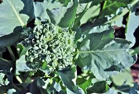 Plant Now For A Fall Vegetable Garden