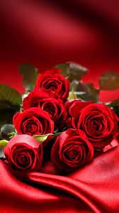 ✓ free for commercial use ✓ high quality images. Red Roses Red Roses Beautiful Roses Rose