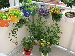Ideas To Maintain Your Kitchen Garden