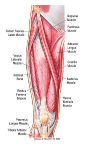 This is the largest of the three compartments of the thigh. Understand Hip Anatomy Muscles For Yoga Jason Crandell Yoga