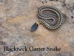 snakes on base buckley e force