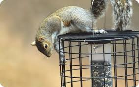 keep squirrels away wild birds