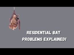 Bats In The Basement Explained Bat