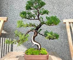 small bonsai taiwan true cypress bonsai