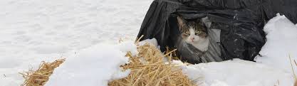 Last winter, we set up a small temporary fort made out of straw and two of the shelters made from storage containers. Neighborhood Cats How To Tnr Feral Cat Winter Shelter