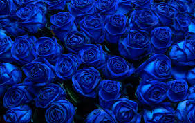 blue rose images browse 5 404 809