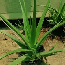 We will show you where to buy both do you want just one aloe plant? Aloe Vera Magical Herb Buy Online Green Souq Uae