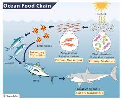 ocean marine food chain exles and