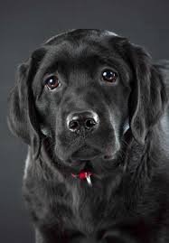 If you want an amazing labrador puppy check out michigan elite labradors you will be glad you did! Black Lab A Complete Guide To The Black Labrador Retriever