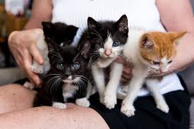 Through animal humane society's foster program, thousands of animals have received special care before getting a second chance at life. Five Ways To Find More Foster Parents Aspcapro