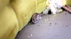 clean up gross mouse droppings with