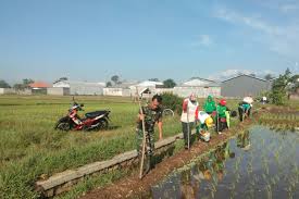 Kekayaan bersih tidak termasuk tanah & bangunan usaha Petani Di Sukodono Diharapkan Perluas Areal Tanam Baru Dengan Tanaman Holtikultura Tribunus Co Id