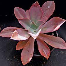 Expect to see petite pink flowers when it blooms. Buy Graptoveria Douglas Huth Succulent Plant