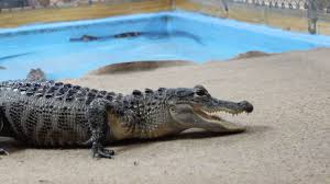 Benefits of Alligators to the Florida Ecosystem – Alligator & Wildlife  Discovery Center