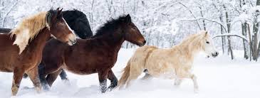 do-horses-get-cold