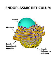 The rough endoplasmic reticulum (rer) the rer is a series of stacked membranes closest to the nucleus that is the site for synthesis and maturation of proteins destined for the plasma membrane, secretory vesicles, or endocytic vesicles. Endoplasmic Reticulum Coolaboo Education Site