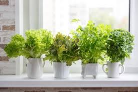 15 Kitchen Garden Ideas To Grow Organic