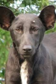 Image result for putin as dog + images