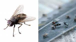 invasion de mouches 2022 pourquoi y