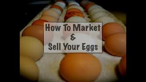 If earning income from advertising, income programs or traffic your. How To Market Sell Your Eggs Youtube