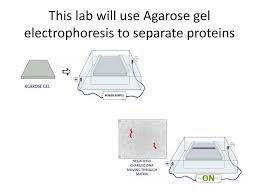 proteins by gel electropsis
