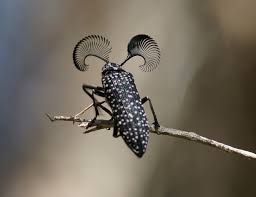 meet the feather horned beetle with