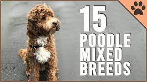 15 poodle mix breeds that will melt