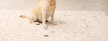 cleaning up pet messes and stains