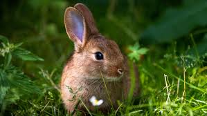 keep rabbits from destroying your garden