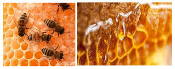 chemical composition and uses of honey