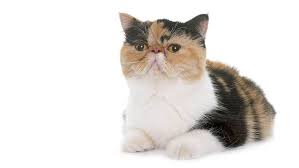 Browse our kitten's available page for photos of the new arrivals. Exotic Shorthair Cat Breed Information Purina