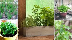 5 Low Light Herbs To Grow In Your Kitchen