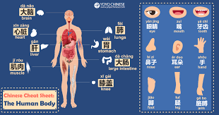 The uppermost part of the body, containing the brain and the eyes, ears, nose, mouth, and jaws. Your Ultimate Guide To Human Body Parts In Chinese