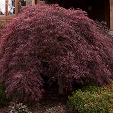 This dwarf japanese maple features a dense, vase shaped, bushy habit and is perfect for small gardens and containers. How To Select The Right Japanese Maple