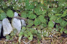 10 ground covers for shade finegardening