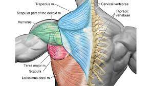 Want to maintain muscle flexibility, reduce pain and improve mobility? Not So Gross Anatomy Lats Upper Back B3 Wellness