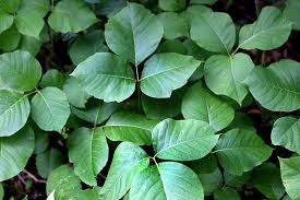 poison oak ivy sumac differences