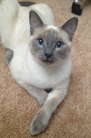 The following list of cat breeds includes only domestic cat breeds and domestic × wild hybrids. 7873e6bf529a365587d0113972f83394 Jpg 394 596 Pixels Pretty Cats Siamese Cats Cat Breeds