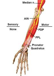 Anterior Interosseous Nerve Anatomy Orthobullets