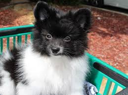 pomeranian puppy black white id 6535