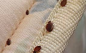bed bug traveling tips for the vacationers