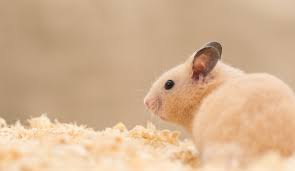Hamsters Archives Littlegrabbies