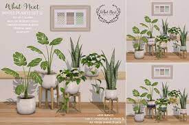 What Next House Plants 2 Set Of 3