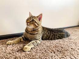 how to remove cat urine from carpet