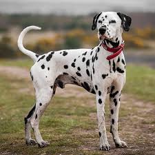Enter your email address to receive alerts when we have new listings available for dalmatian puppies for sale uk. Dalmatian Pdsa