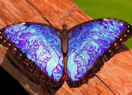 ▷ Mariposa Emperador Púrpura 😍 Mariposas de Colores